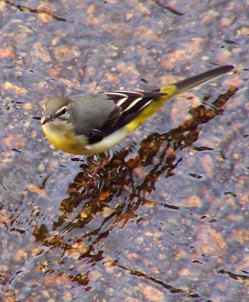 6 Mosche Ballerina Hothead Per Pesca Alla Trota - Corpo Giallo E Coda Bianca - Affondanti